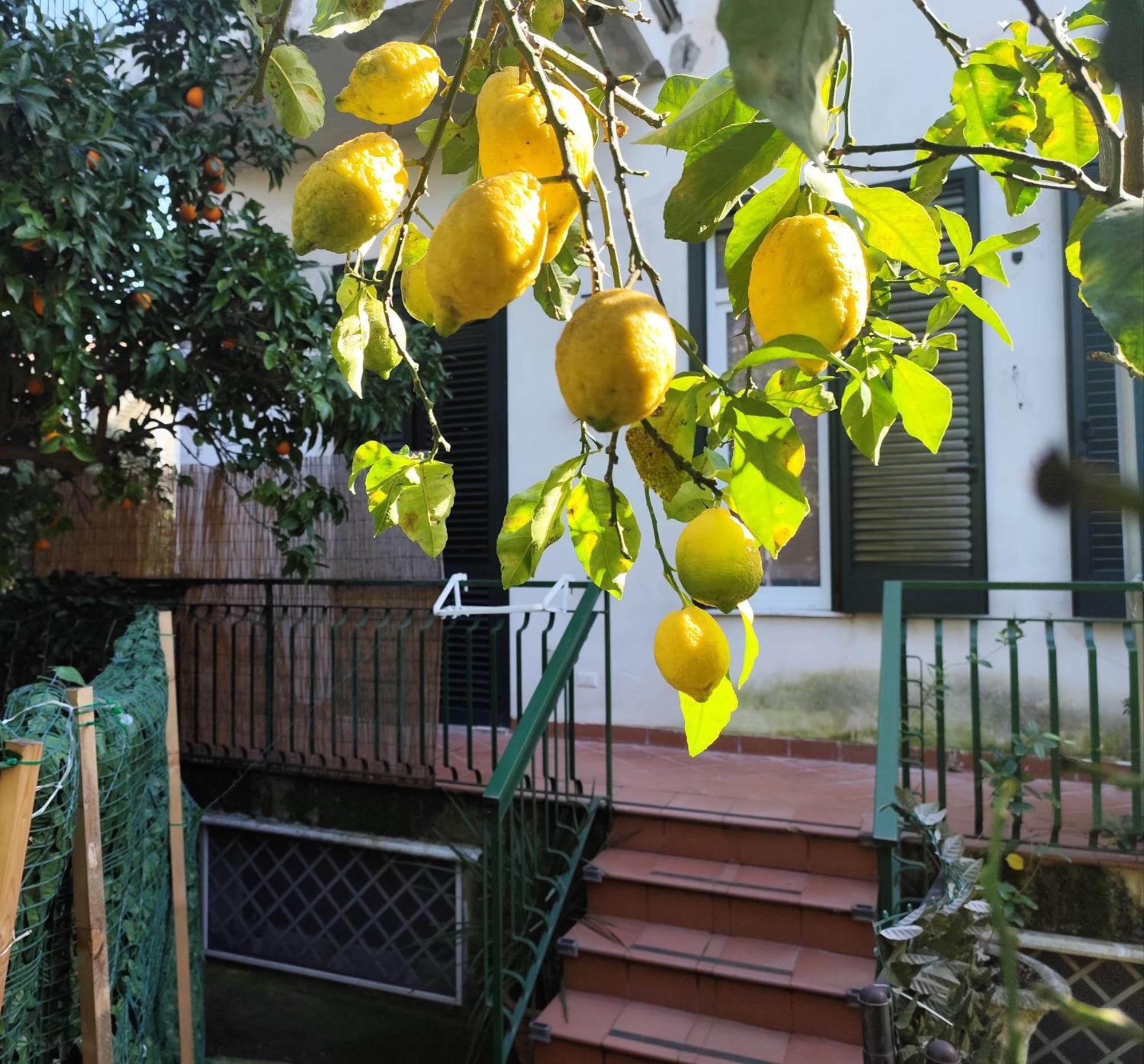 Beatrice Room Bed&Breakfast Sant'Agnello Buitenkant foto